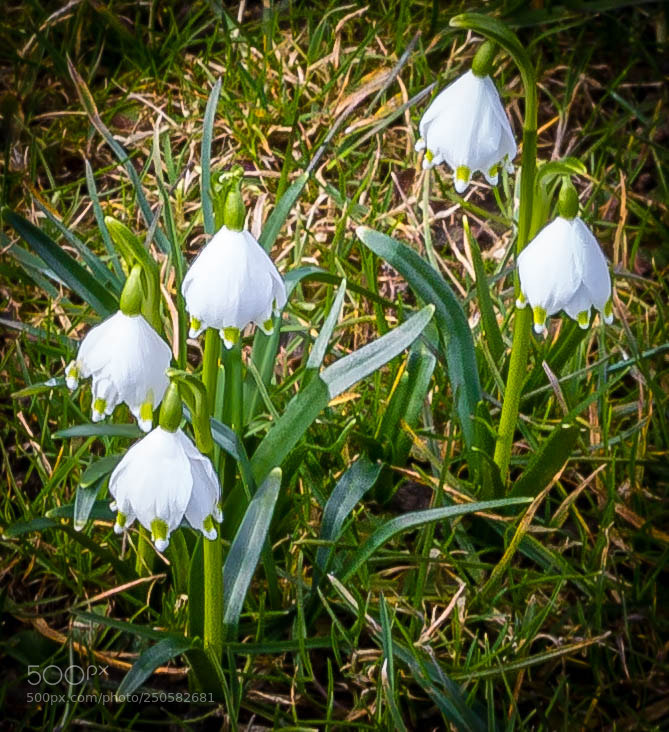 Canon EOS 700D (EOS Rebel T5i / EOS Kiss X7i) sample photo. Springtime - spring snowflake photography