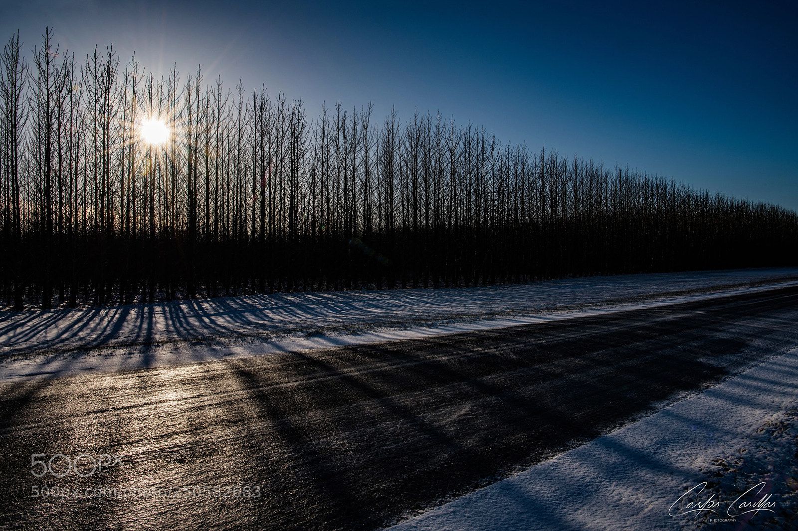 Nikon D850 sample photo. Shadow trees photography