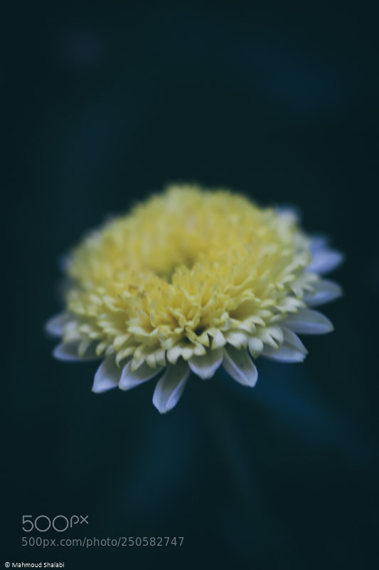 Canon EOS 70D sample photo. Looking for the sun photography