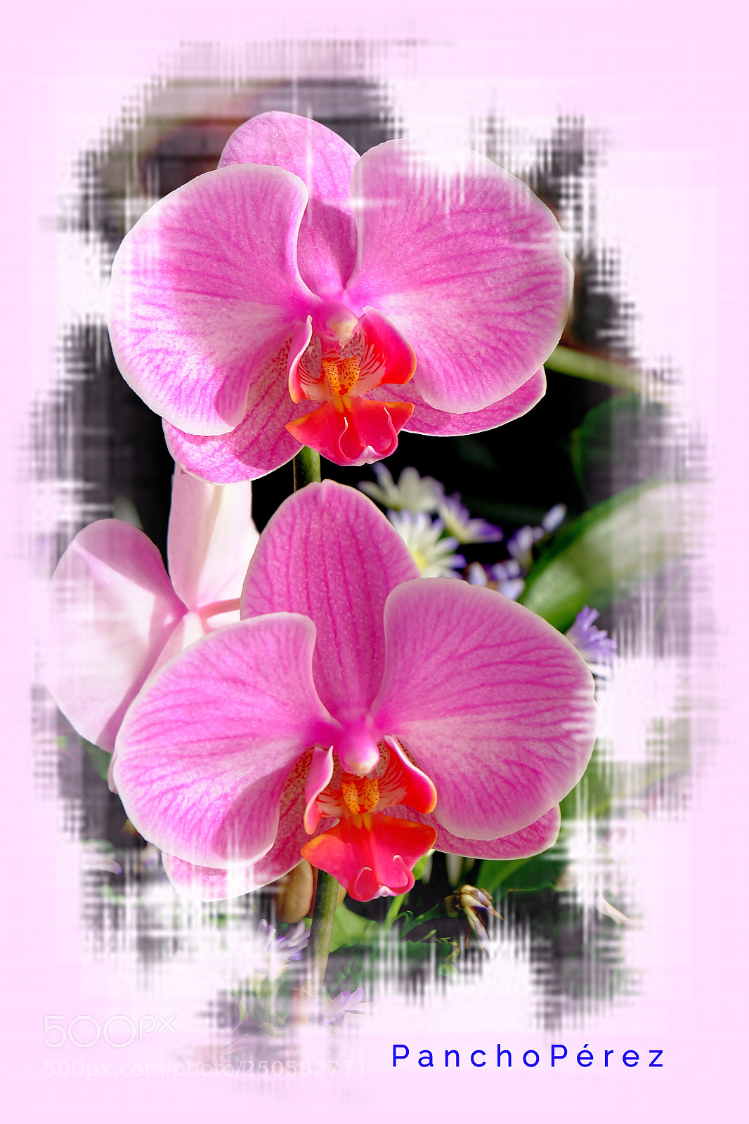 Fujifilm X-A2 sample photo. Orchid photography
