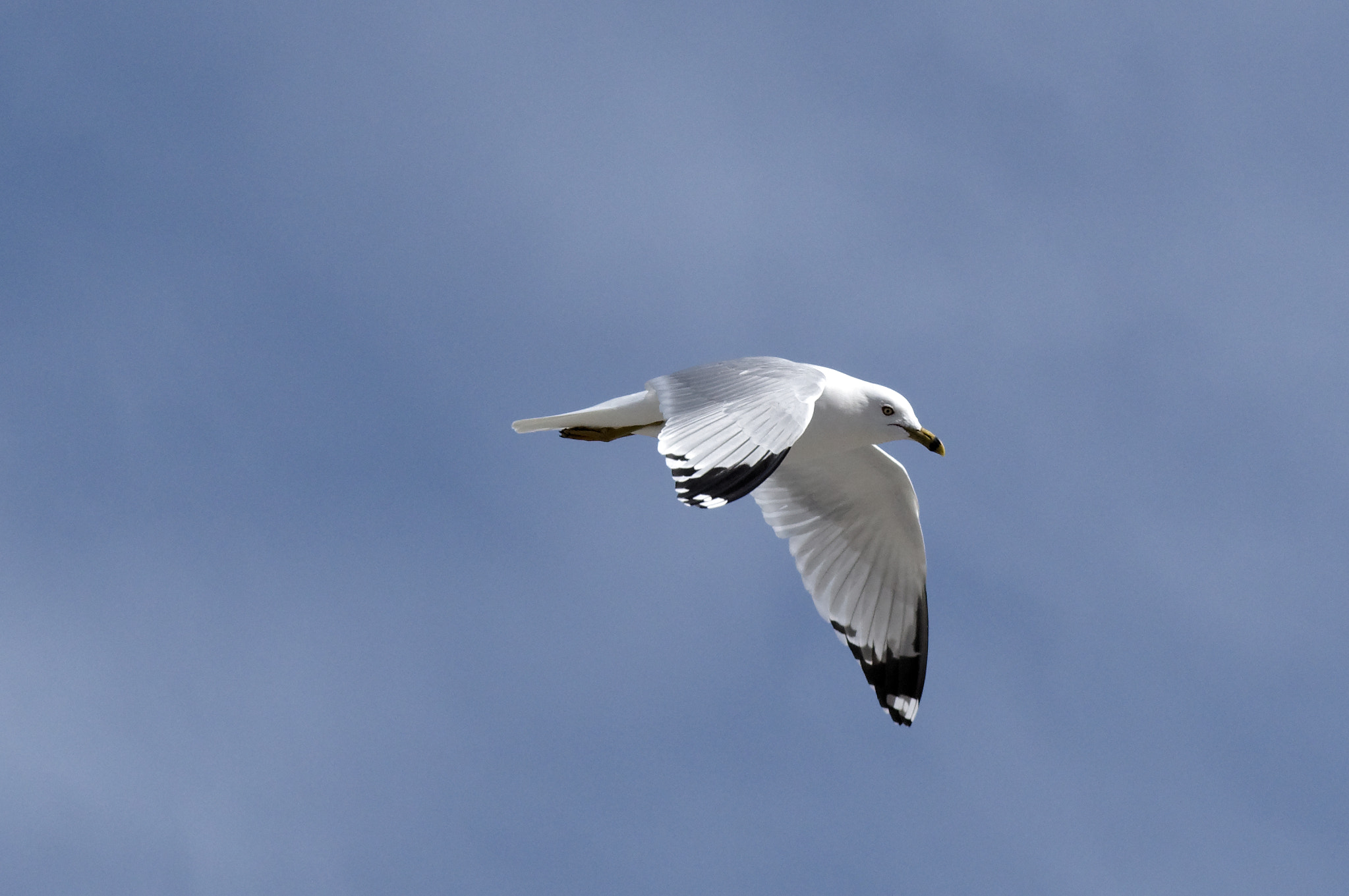 Pentax KP + Pentax smc FA 77mm 1.8 Limited sample photo. Spring gull in flight 3 photography