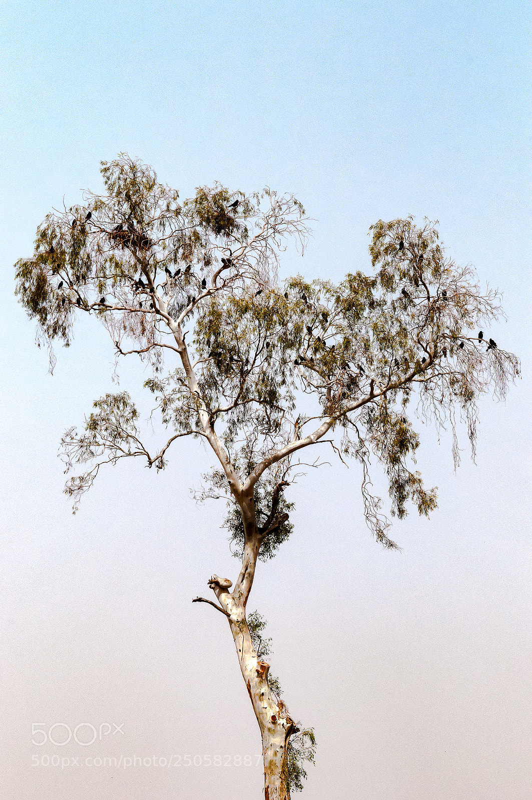 Nikon D300 sample photo. Tree. photography