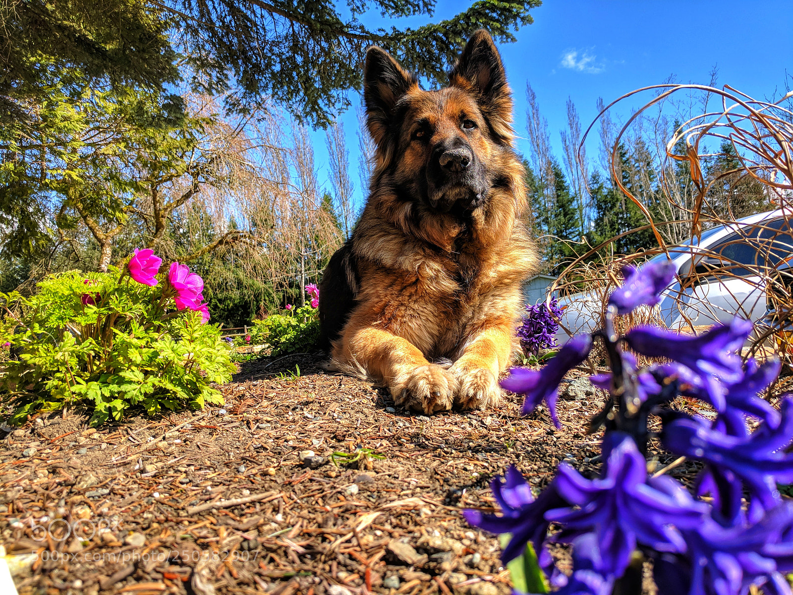 Google Pixel XL sample photo. Garden love photography