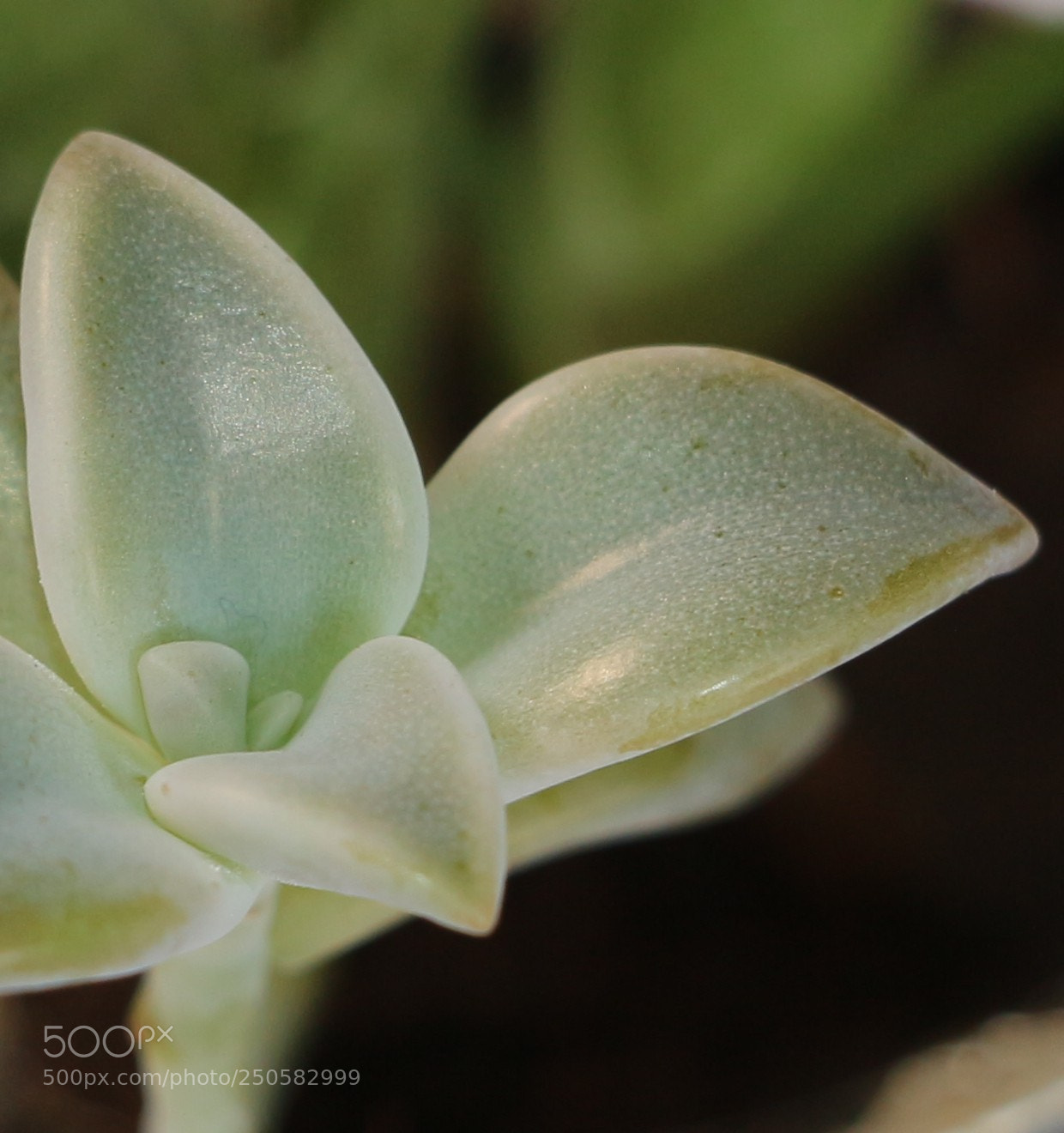 Canon EOS 700D (EOS Rebel T5i / EOS Kiss X7i) sample photo. Untitled photography