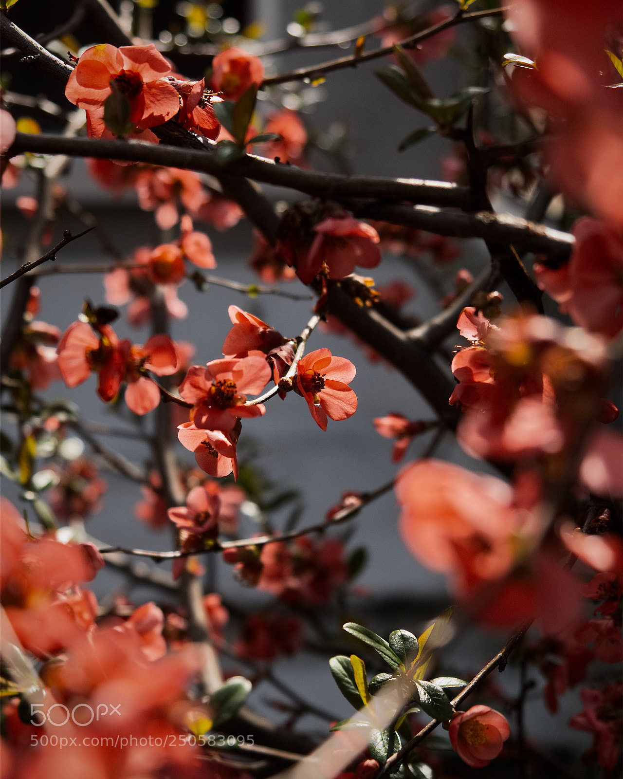 Panasonic Lumix DC-GH5 sample photo. *** photography
