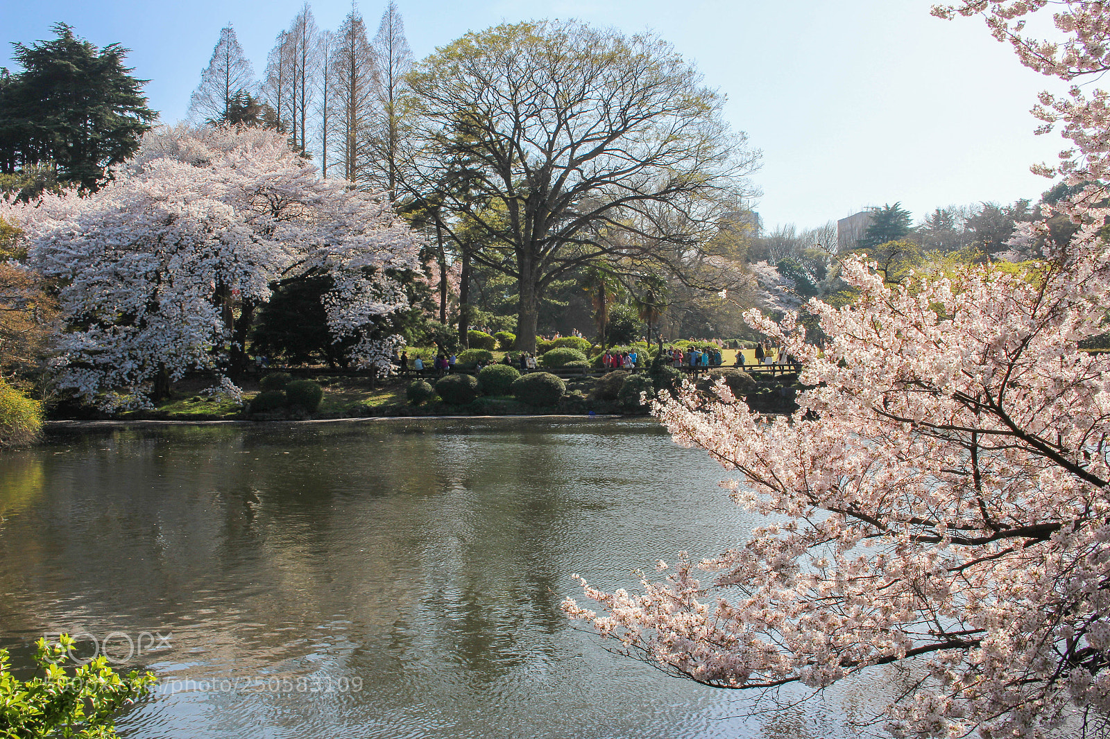 Canon EOS 100D (EOS Rebel SL1 / EOS Kiss X7) sample photo. Tokyo spring 2 photography