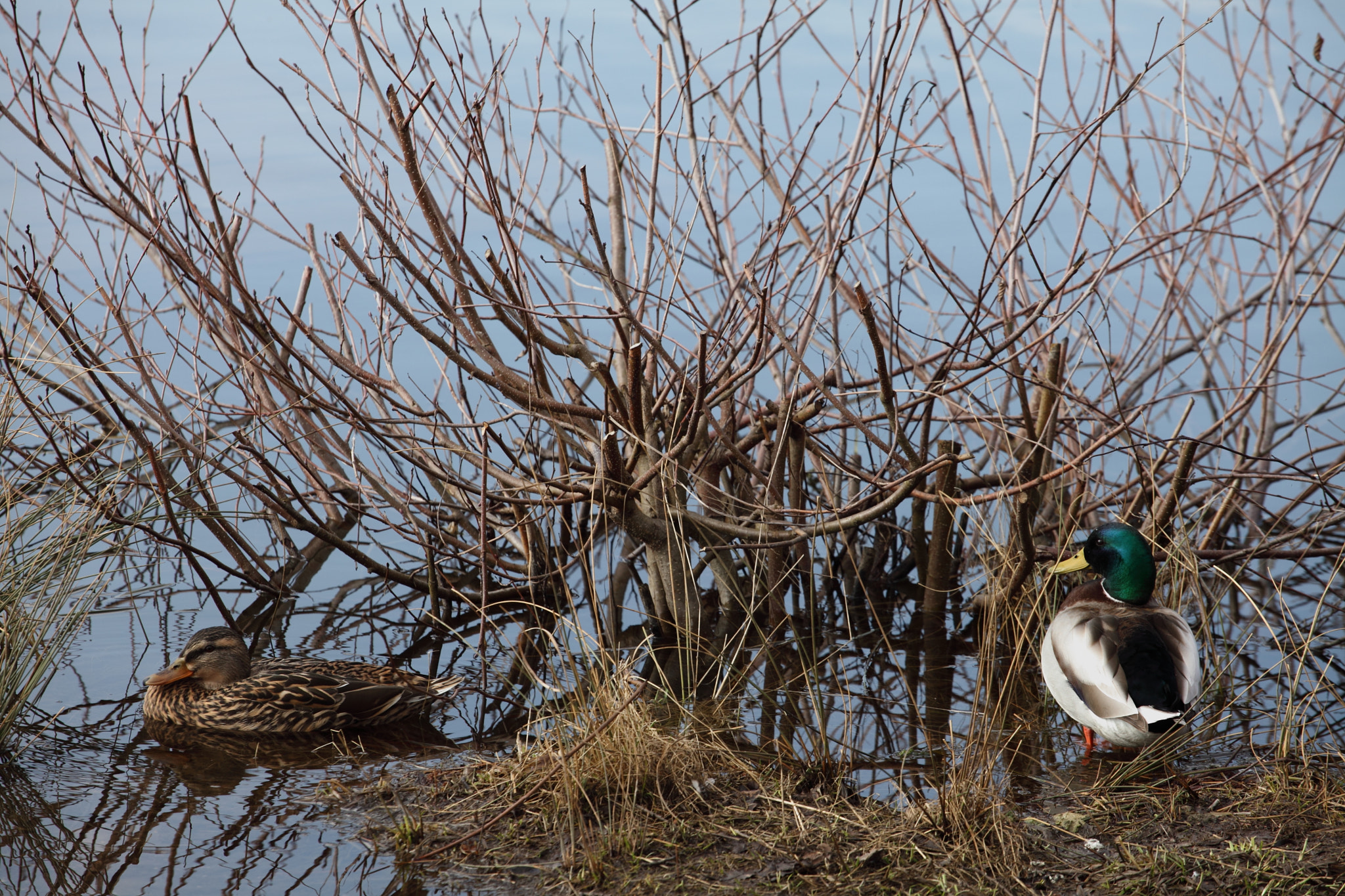 Canon EF 70-200mm F4L USM sample photo. Flood photography
