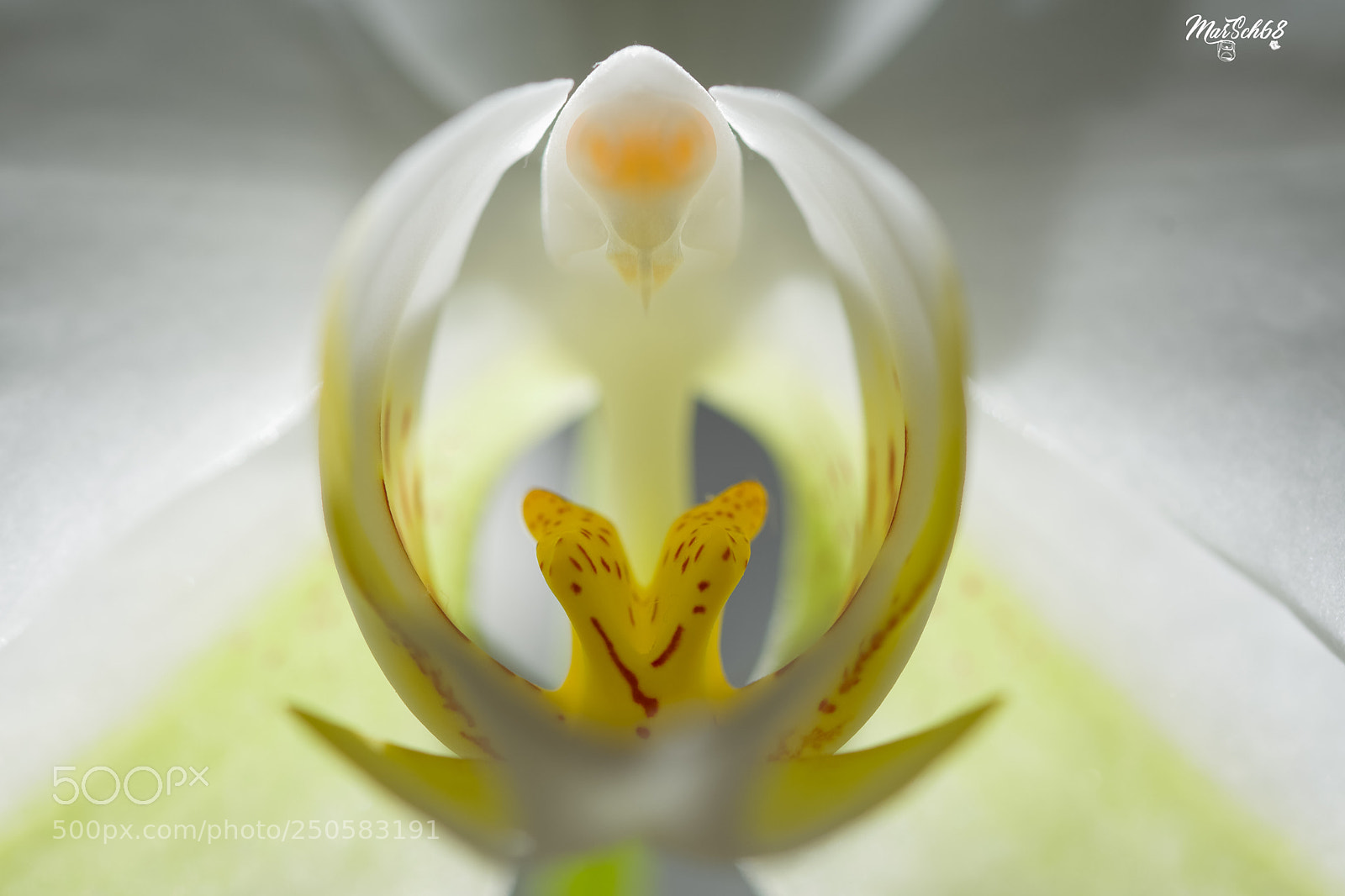 Nikon D7200 sample photo. Orchidée photography