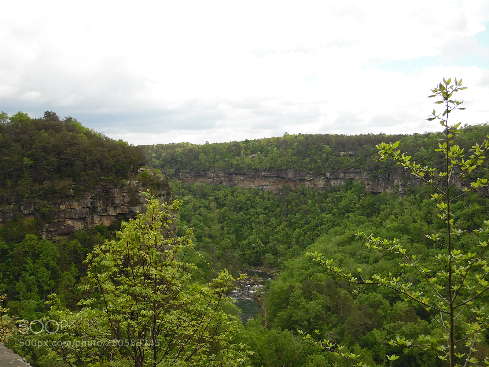 Samsung WB1100F/WB1101F/WB1102F sample photo. Trees photography