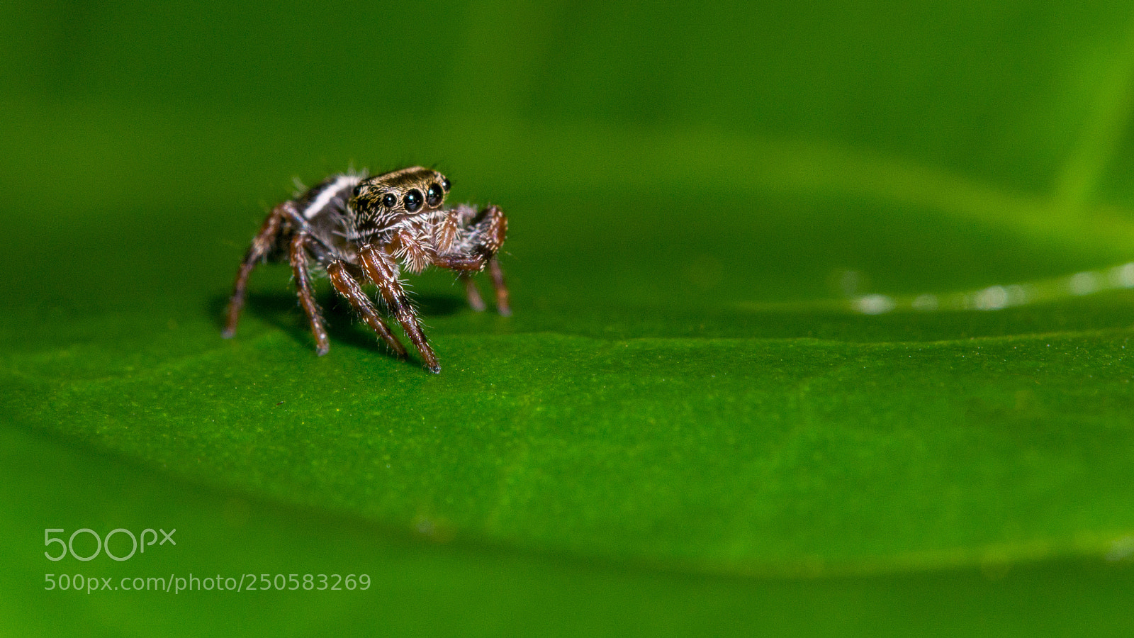 Sony a6000 sample photo. Jumping spider portrait photography