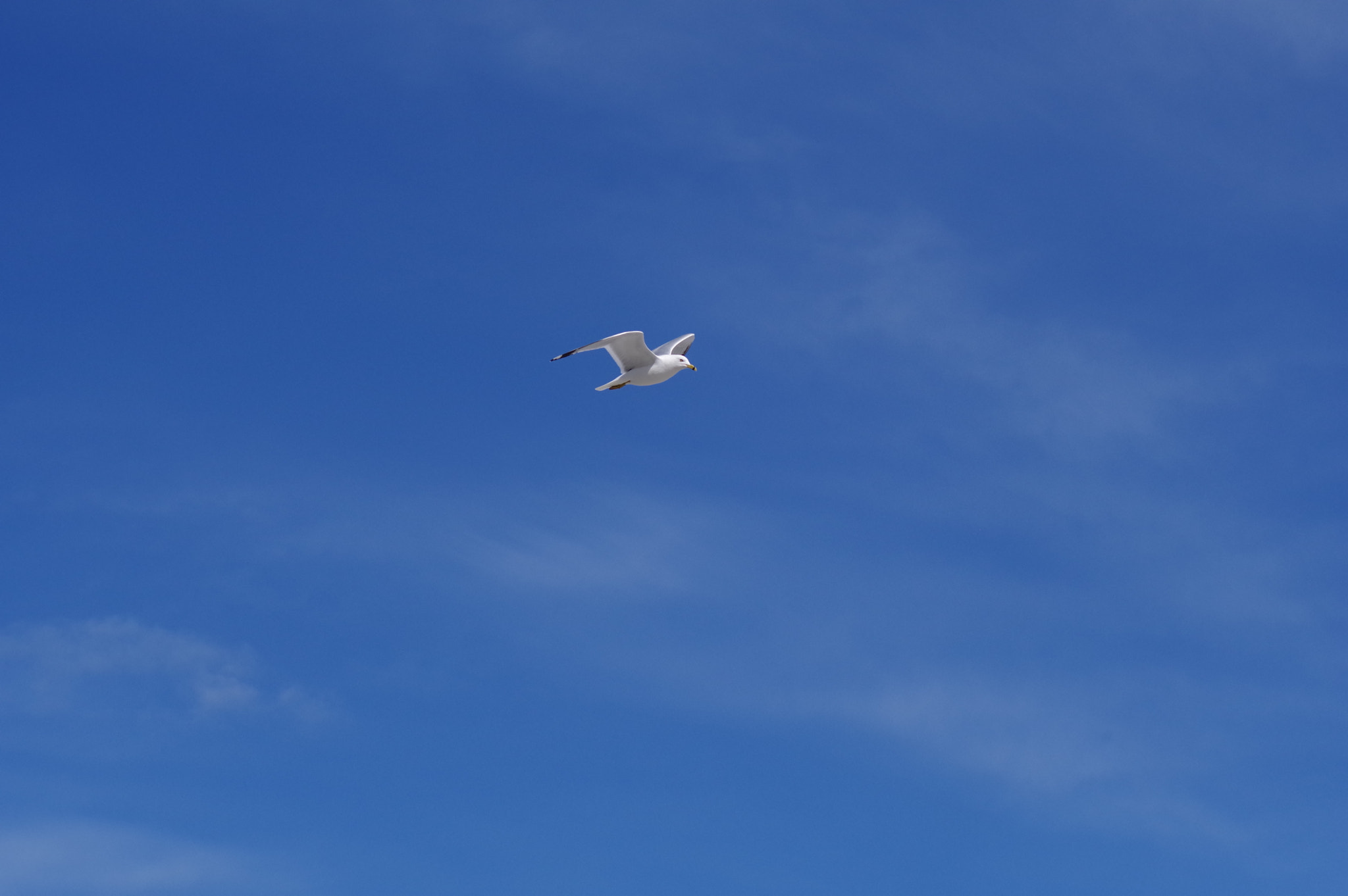 Pentax KP + Pentax smc FA 77mm 1.8 Limited sample photo. Spring gull in flight 2 photography