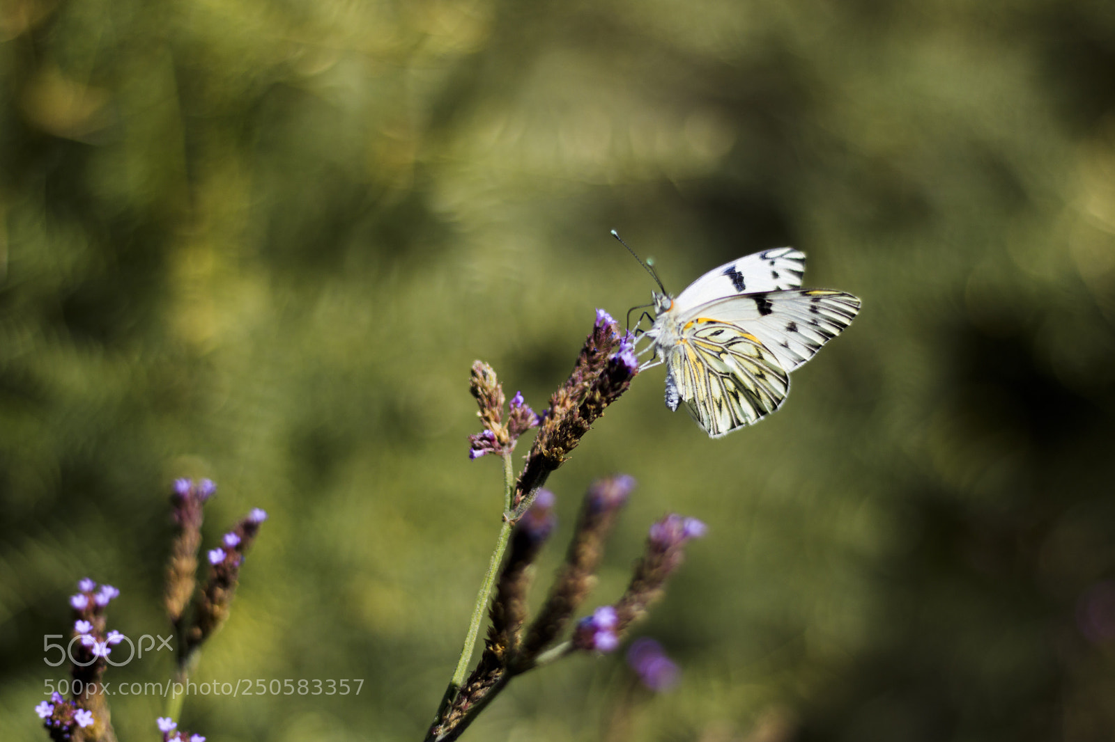 Canon EOS 750D (EOS Rebel T6i / EOS Kiss X8i) sample photo. Just a beautiful butterfly. photography