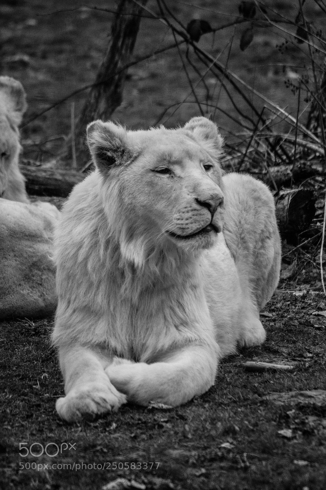 Nikon D500 sample photo. Lions photography