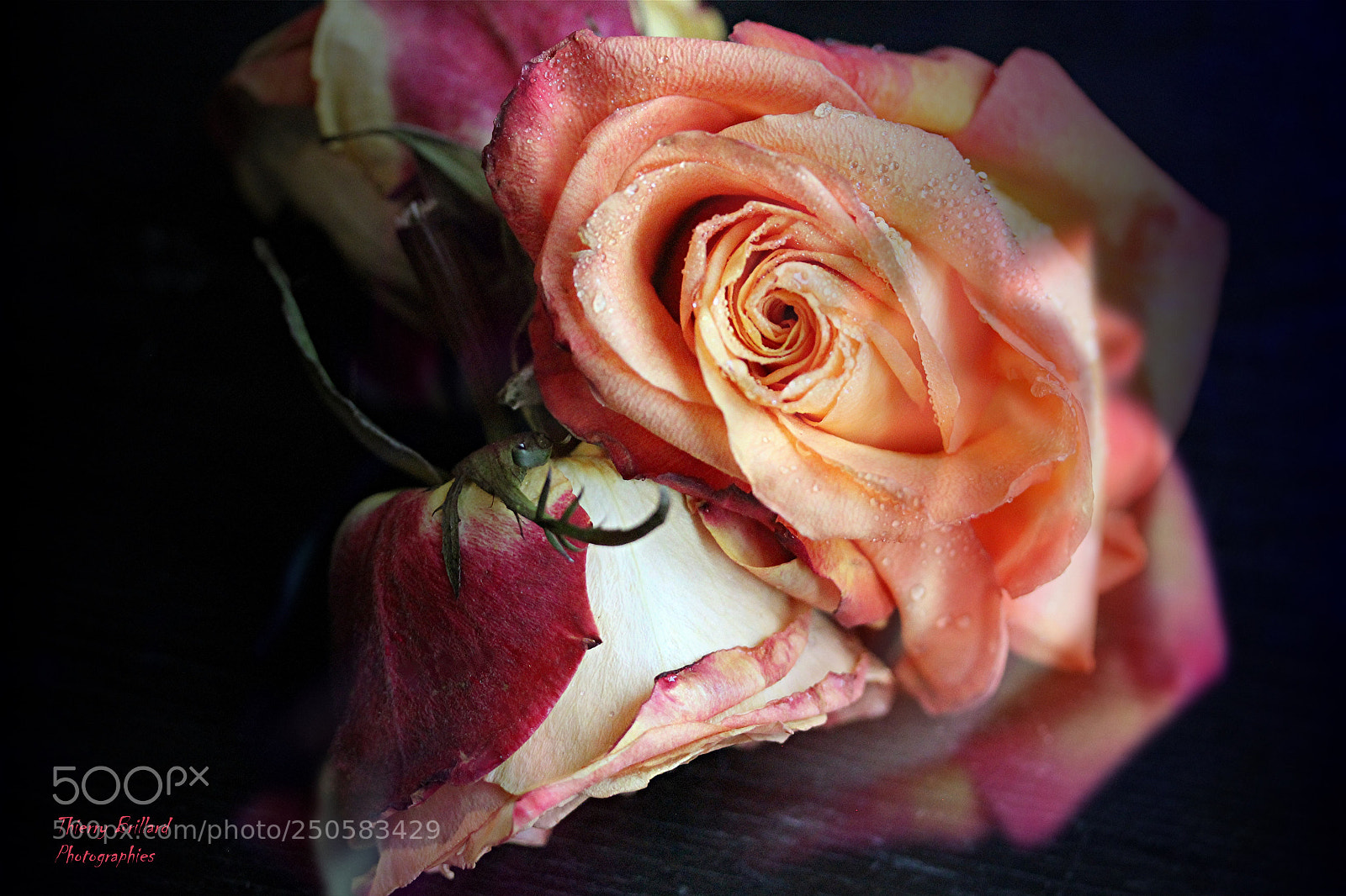 Canon EOS 600D (Rebel EOS T3i / EOS Kiss X5) sample photo. Roses nocturnes photography