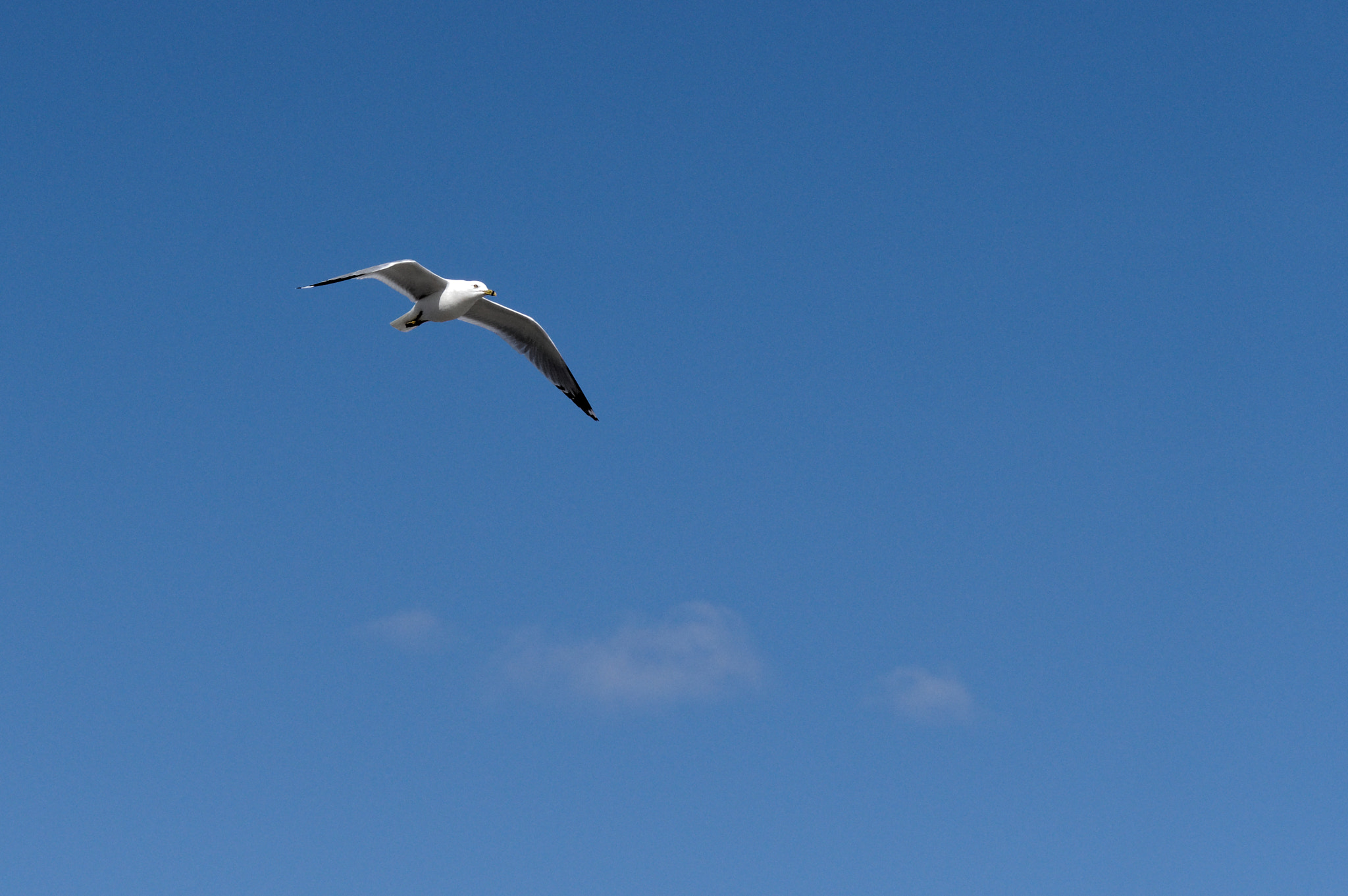 Pentax KP + Pentax smc FA 77mm 1.8 Limited sample photo. Spring gull in flight 1 photography