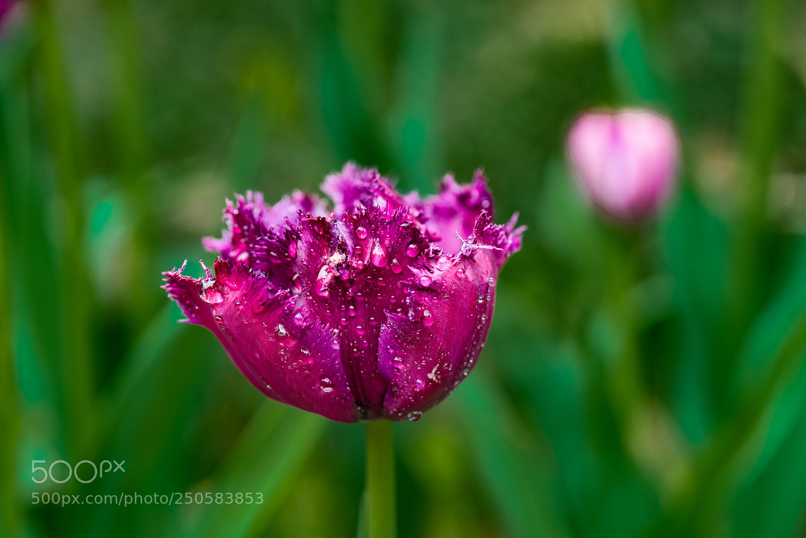 Nikon D810 sample photo. Tulip photography
