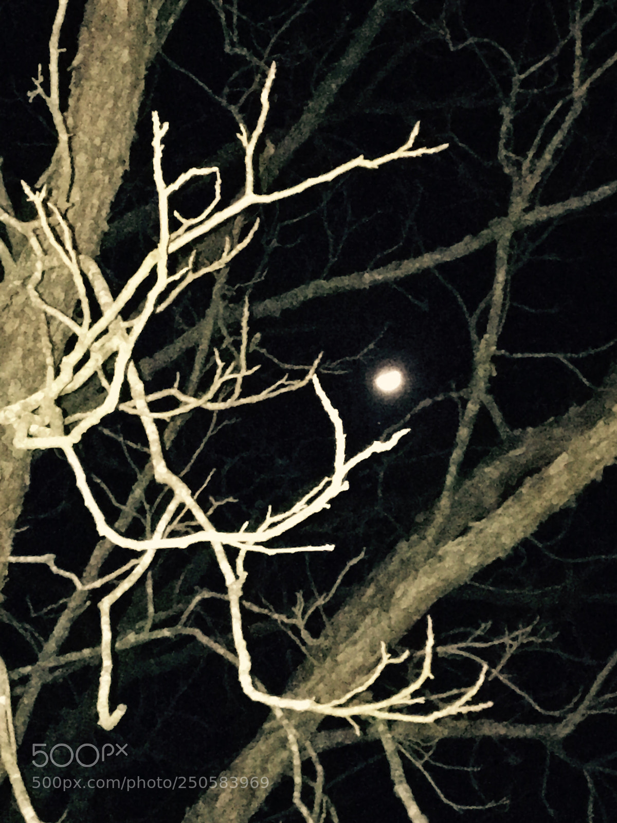 Apple iPhone 6s sample photo. Untitled photography
