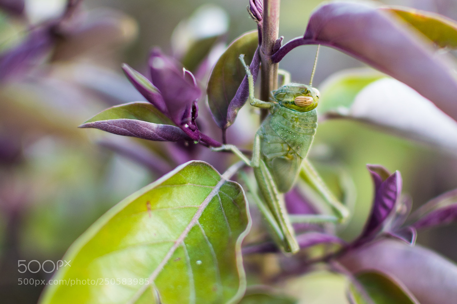 Nikon D5300 sample photo. Mr. green! photography