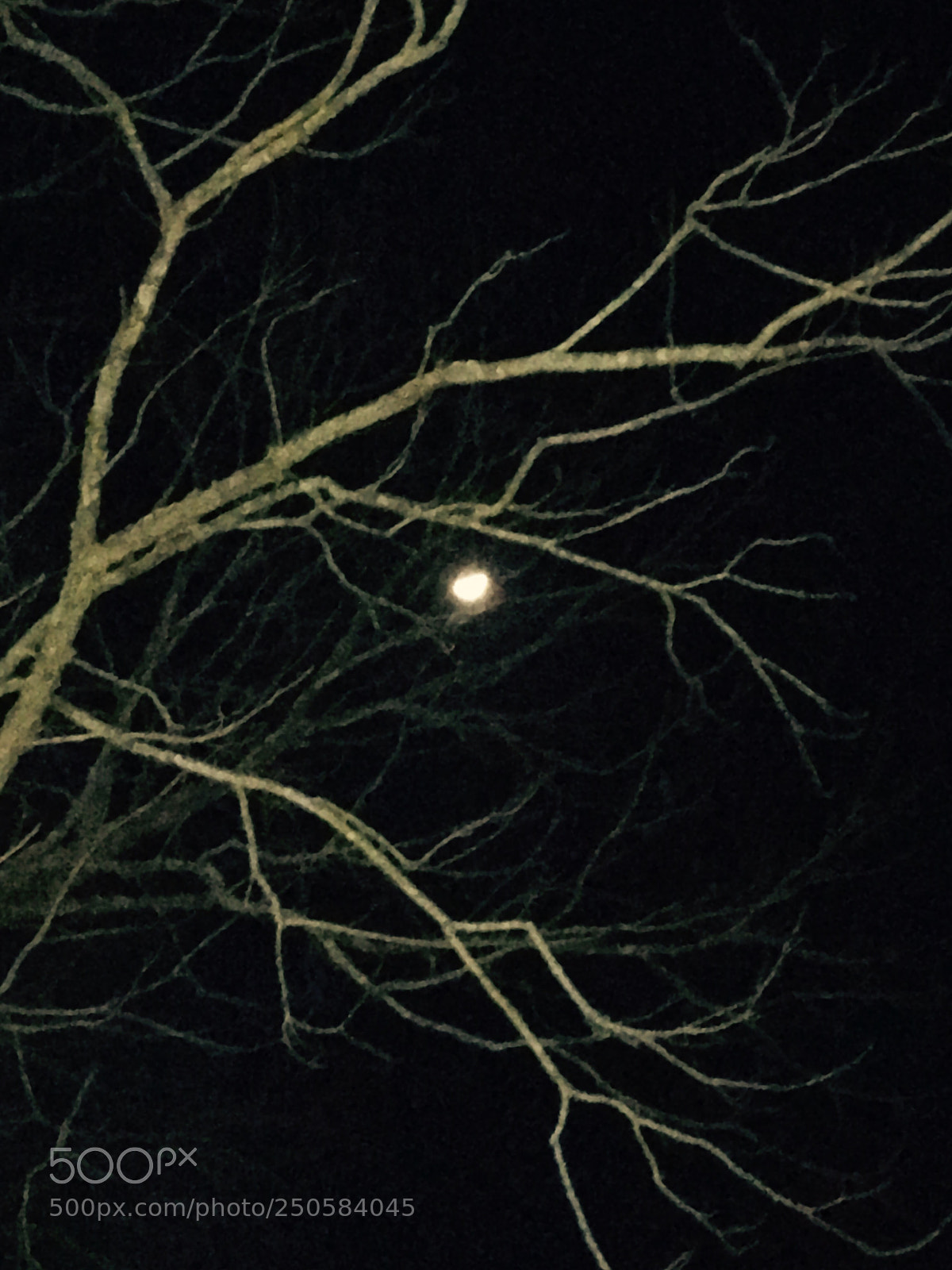 Apple iPhone 6s sample photo. Untitled photography