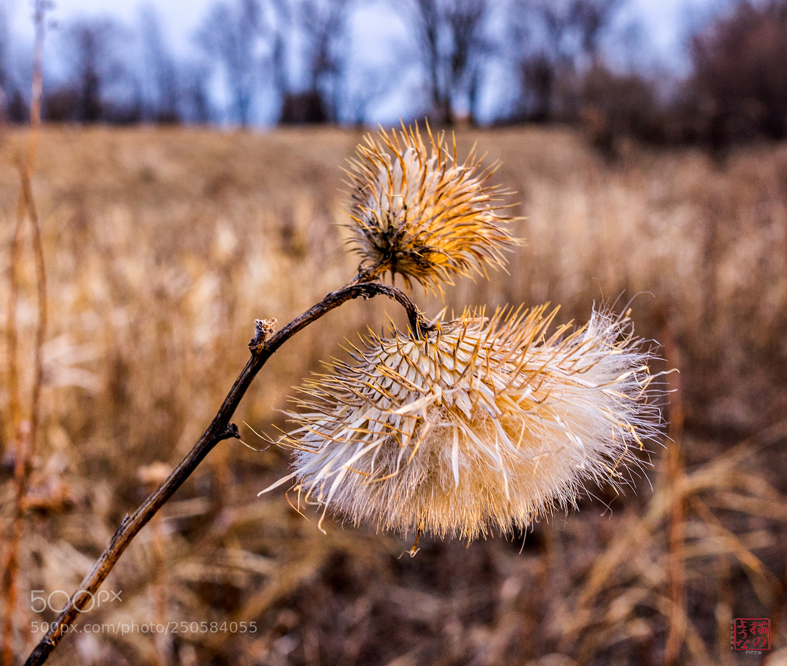Sony a7 sample photo. What's old is new photography