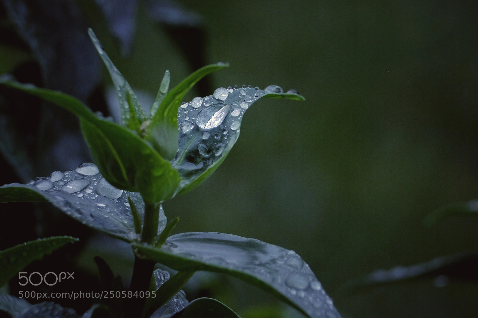 Fujifilm X-T1 sample photo. A rainy day. in photography