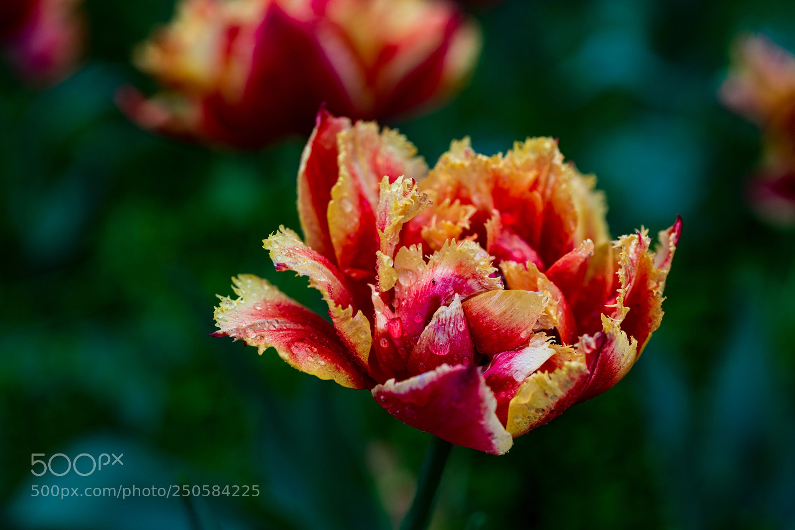 Nikon D810 sample photo. Tulip photography