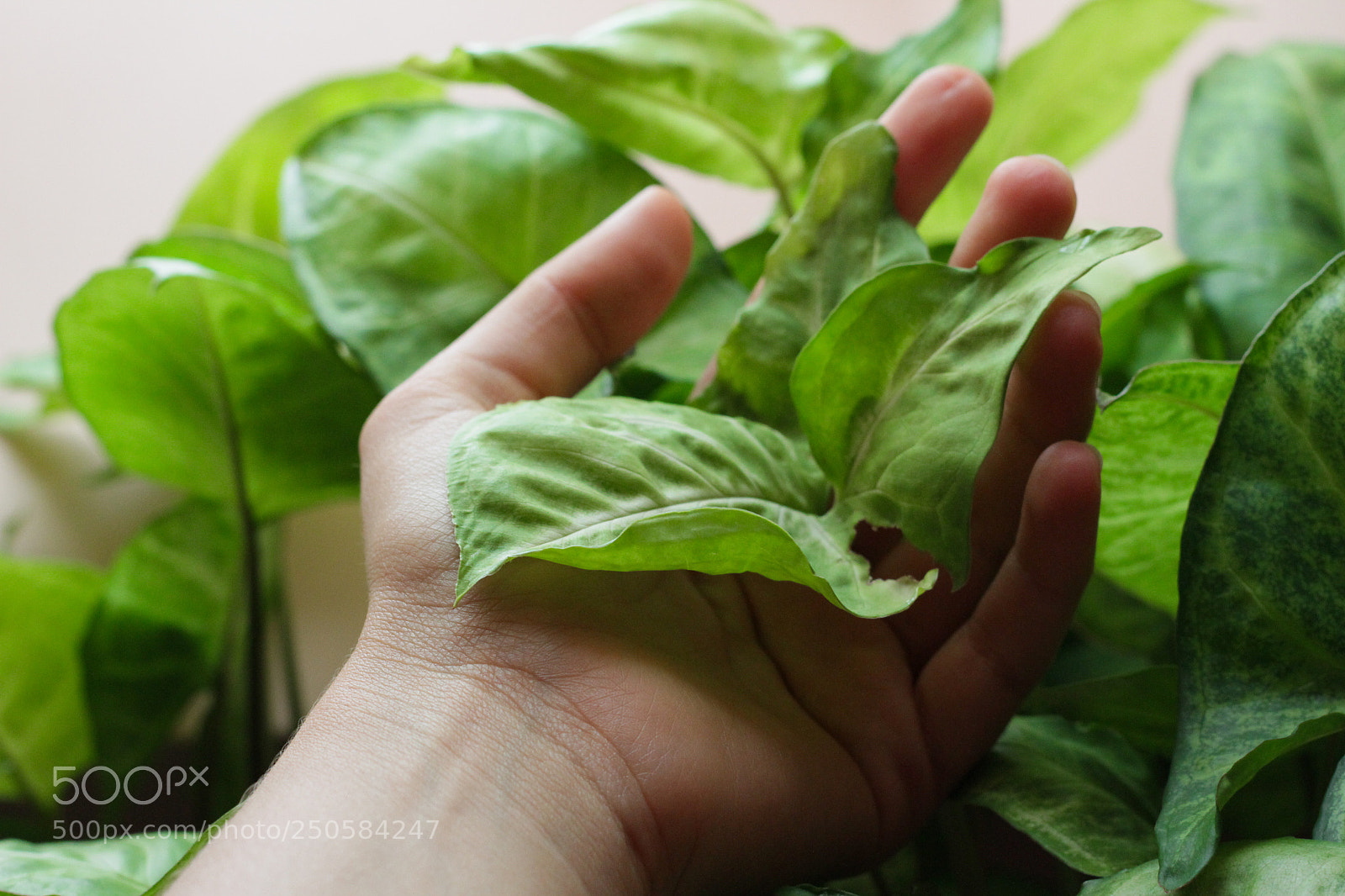 Canon EOS 7D sample photo. Nothing in nature blooms photography