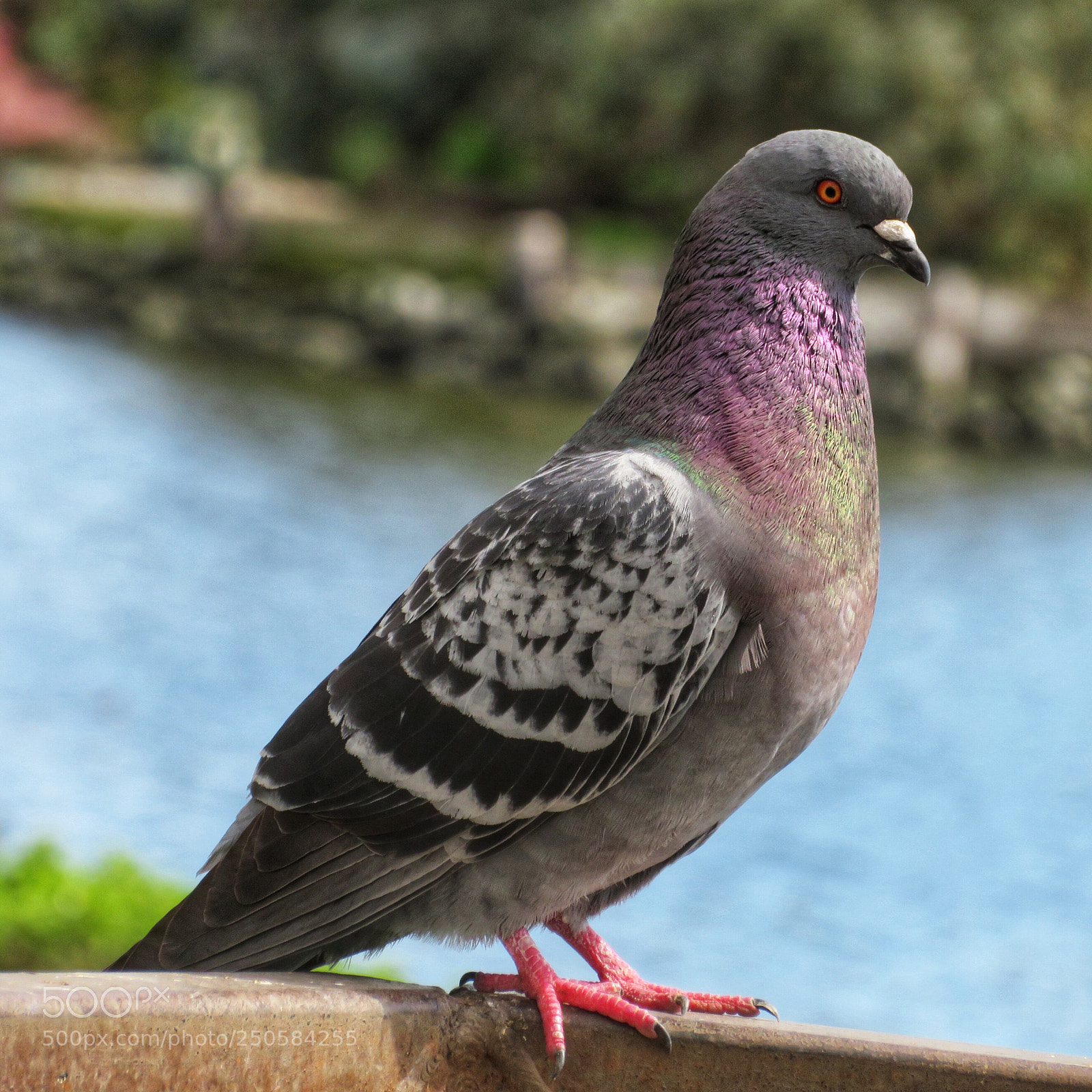 Canon PowerShot SX720 HS sample photo. Rock pigeon photography