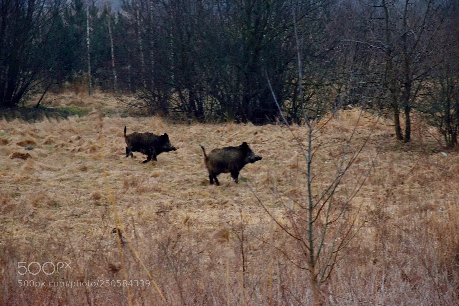 Nikon D3300 sample photo. Wild boars photography