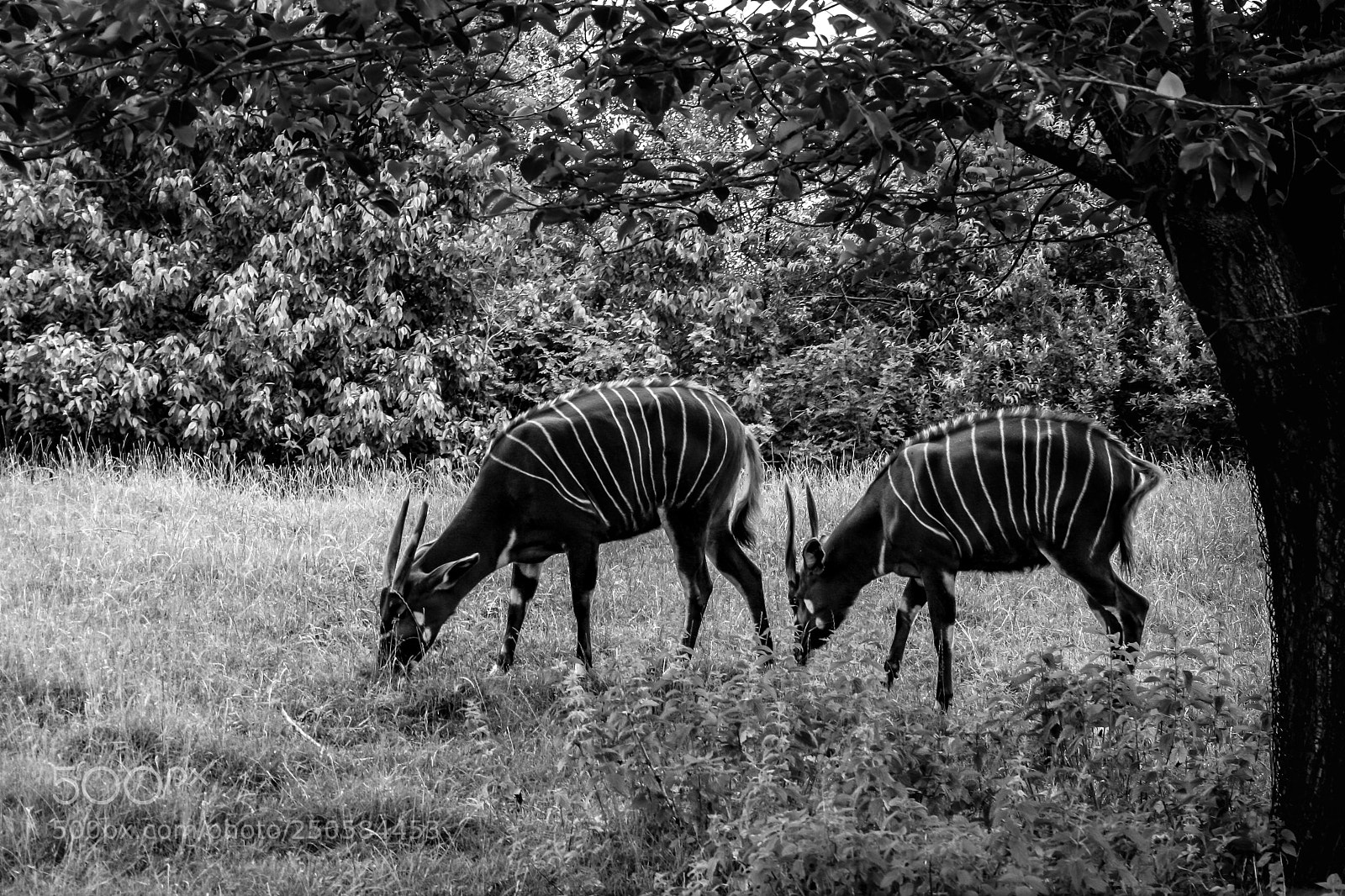 Canon EOS 400D (EOS Digital Rebel XTi / EOS Kiss Digital X) sample photo. Bongo antelopes photography