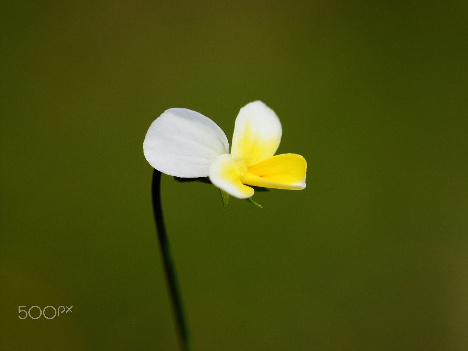 Canon EF 100mm F2.8 Macro USM sample photo. Flora edirne bülbül korusu () photography