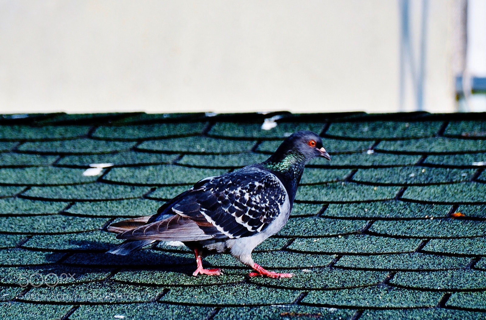 Nikon D7000 sample photo. Pigeon photography
