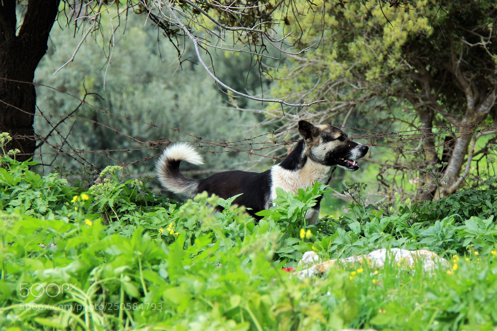 Canon EOS 600D (Rebel EOS T3i / EOS Kiss X5) sample photo. Wandering photography