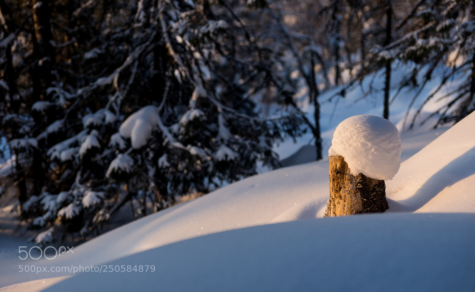 Sony a99 II sample photo. Winter mushroom photography