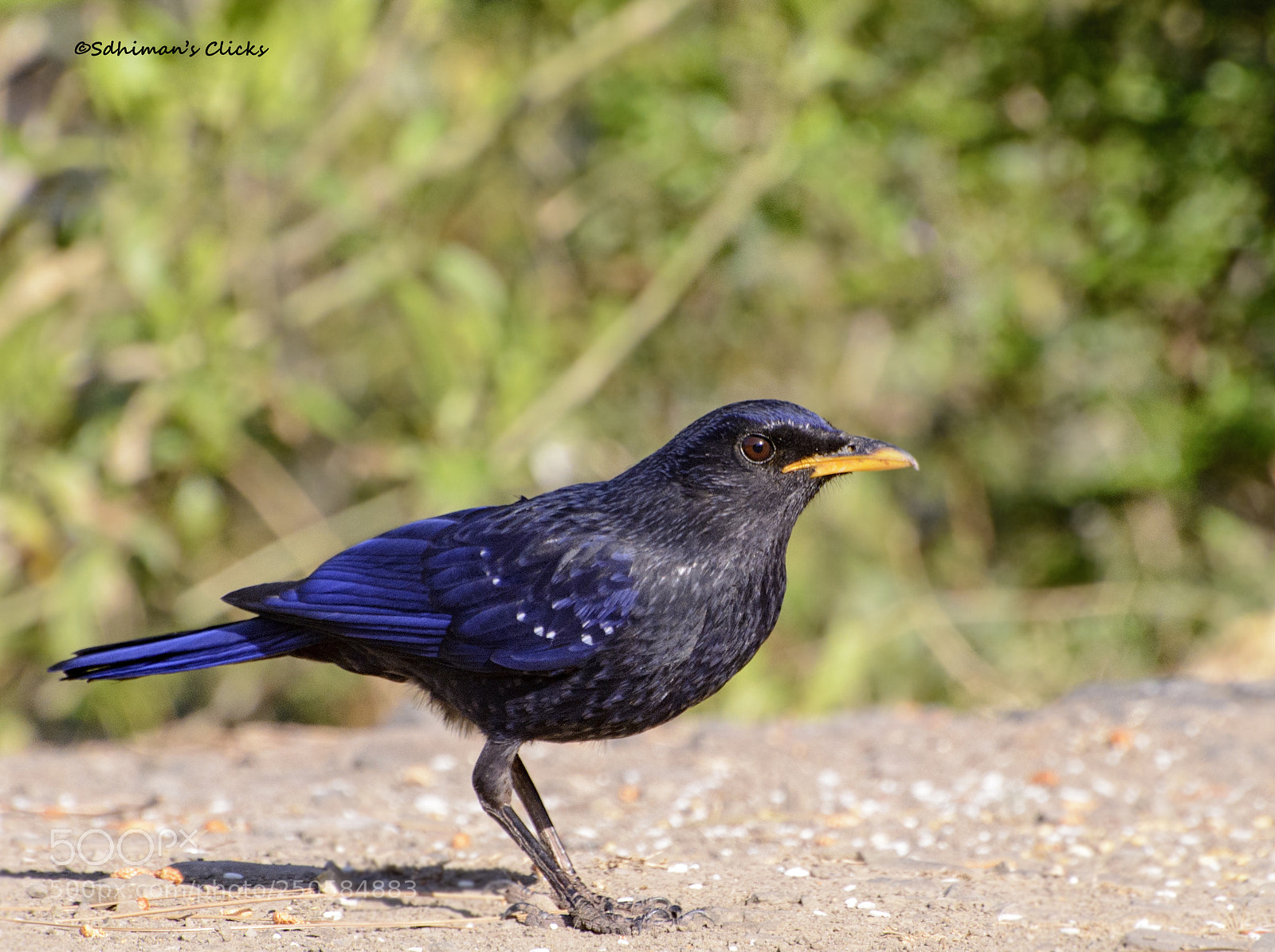 Nikon D5200 sample photo. Blue whistling thrush photography
