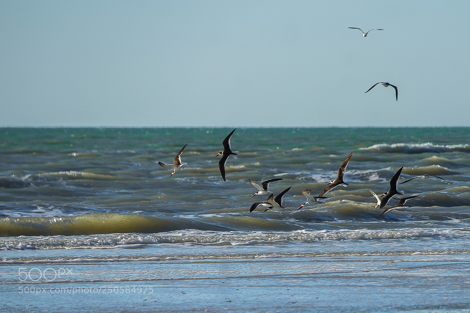 Sony a7 sample photo. To everything tern tern photography