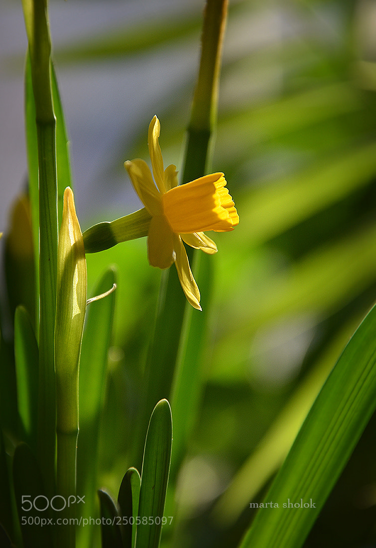 Nikon D7000 sample photo. Delicate flower photography