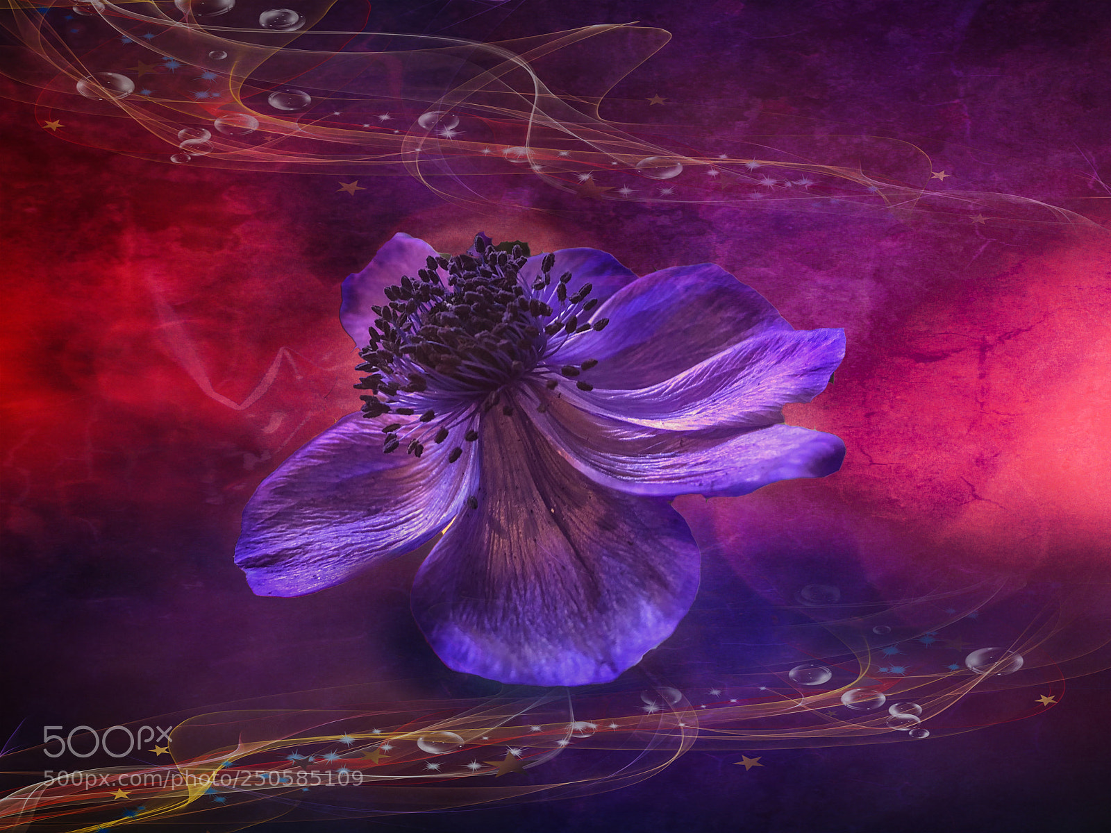 Apple iPhone 8 Plus sample photo. Violet anemone photography