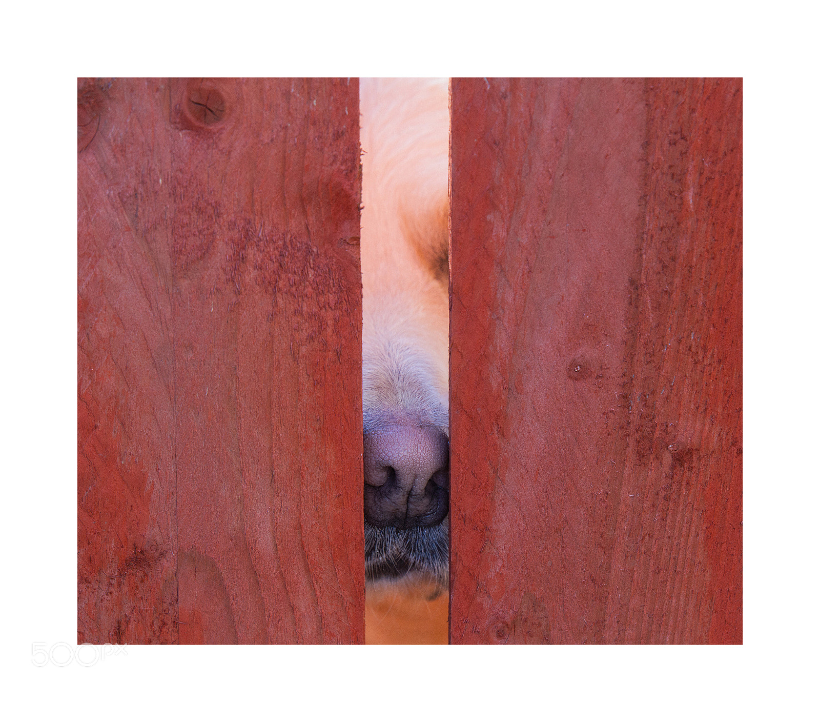 Canon EOS 7D sample photo. Nosey dog photography