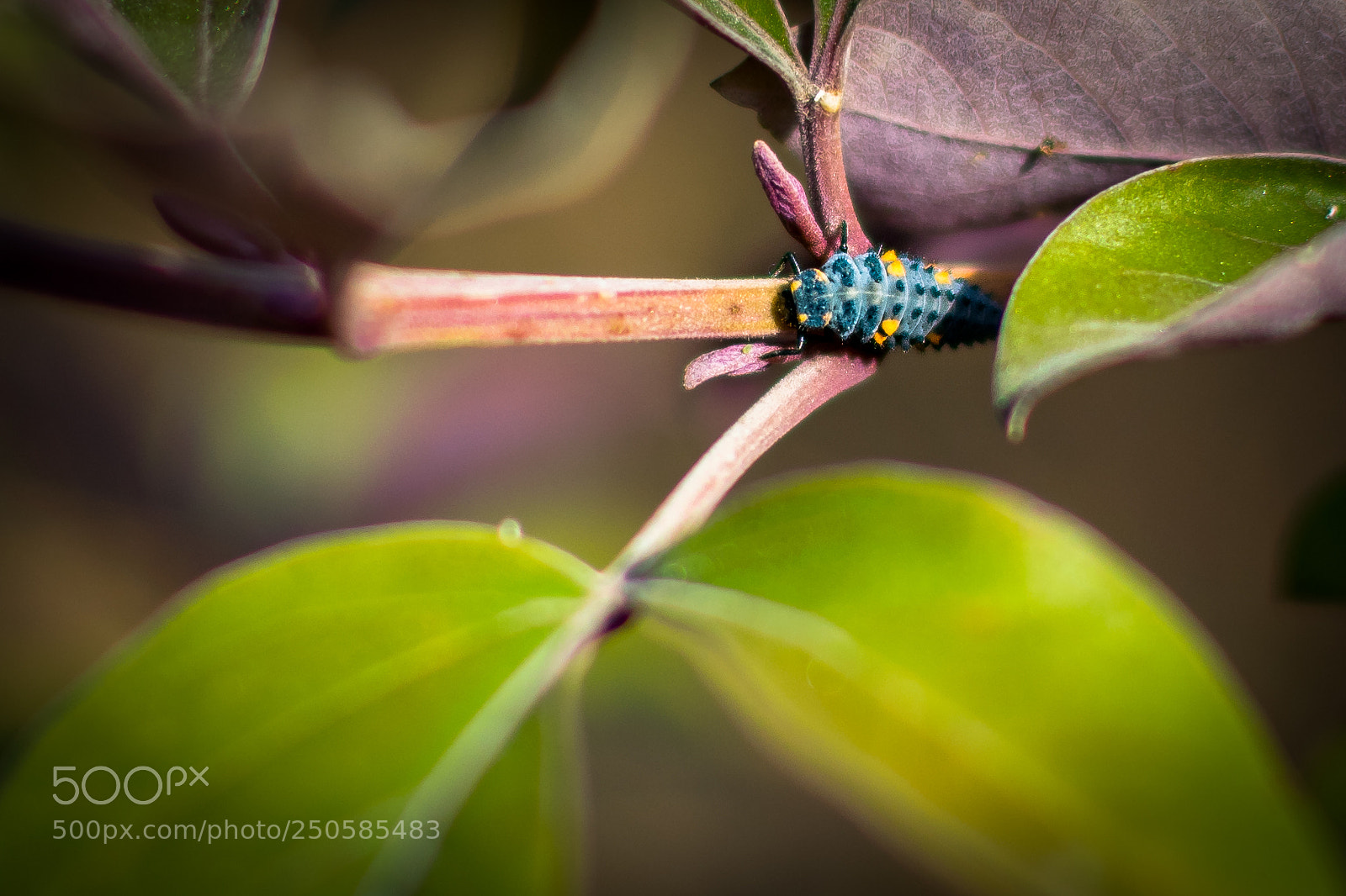 Nikon D5300 sample photo. Strange little creature! photography