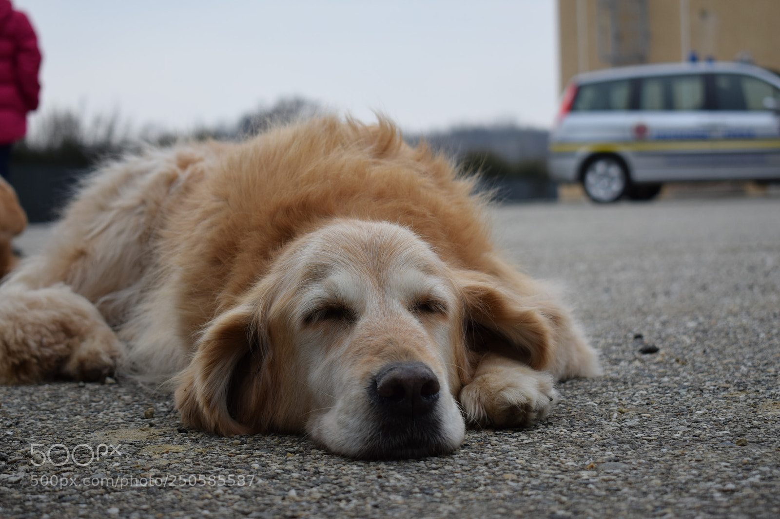 Nikon D5300 sample photo. Doggy photography