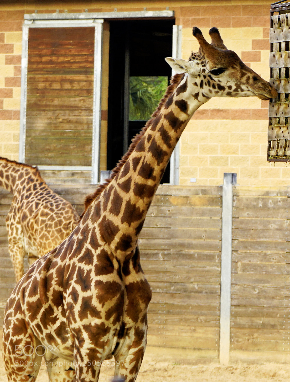 Sony a7R III sample photo. Giraffe zoo photography