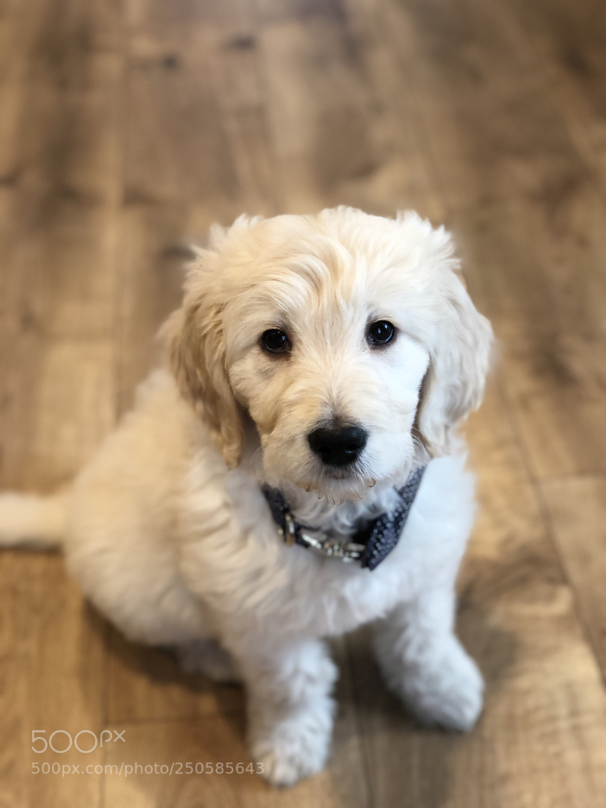 Apple iPhone X sample photo. Goldendoodle photography