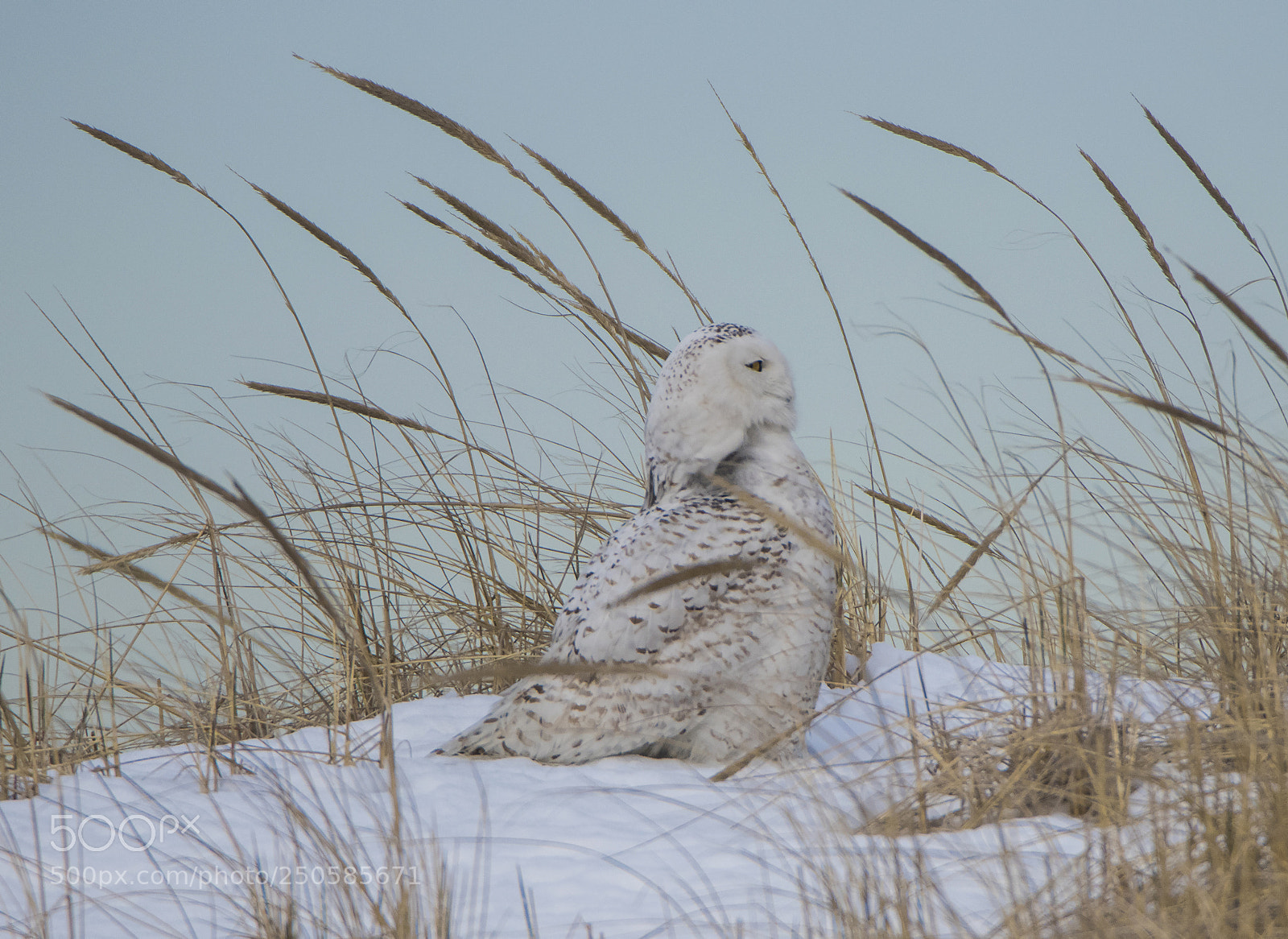 Canon EOS 80D sample photo. Snowy owl in the photography