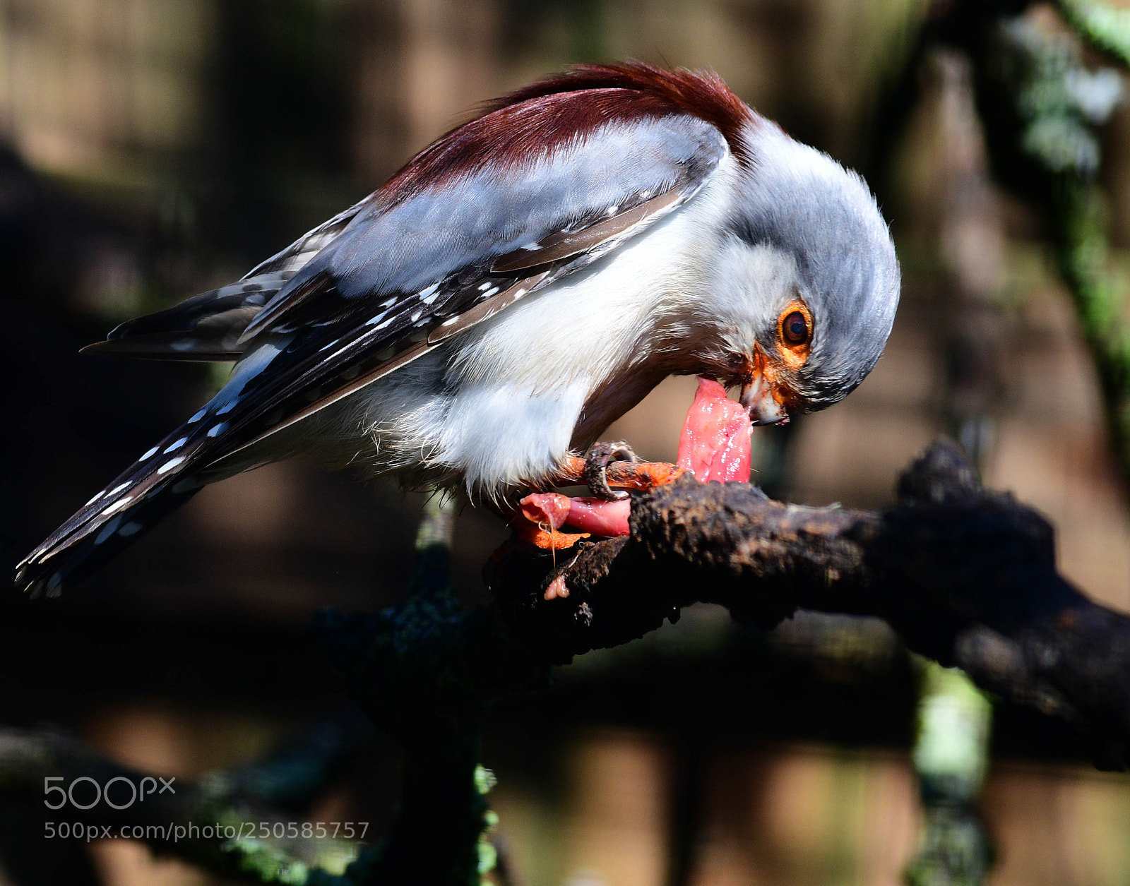 Nikon D500 sample photo. Pigmy falcon lunch photography