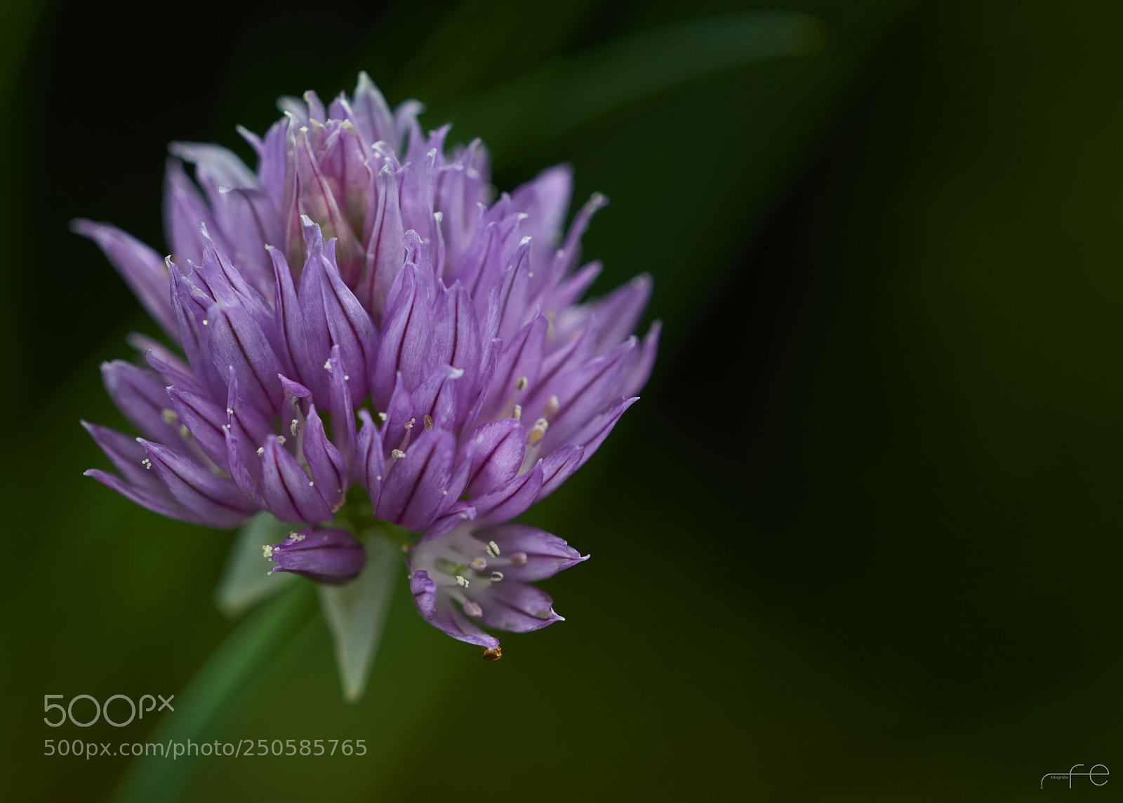 Nikon D800 sample photo. Bloom of chives allium photography