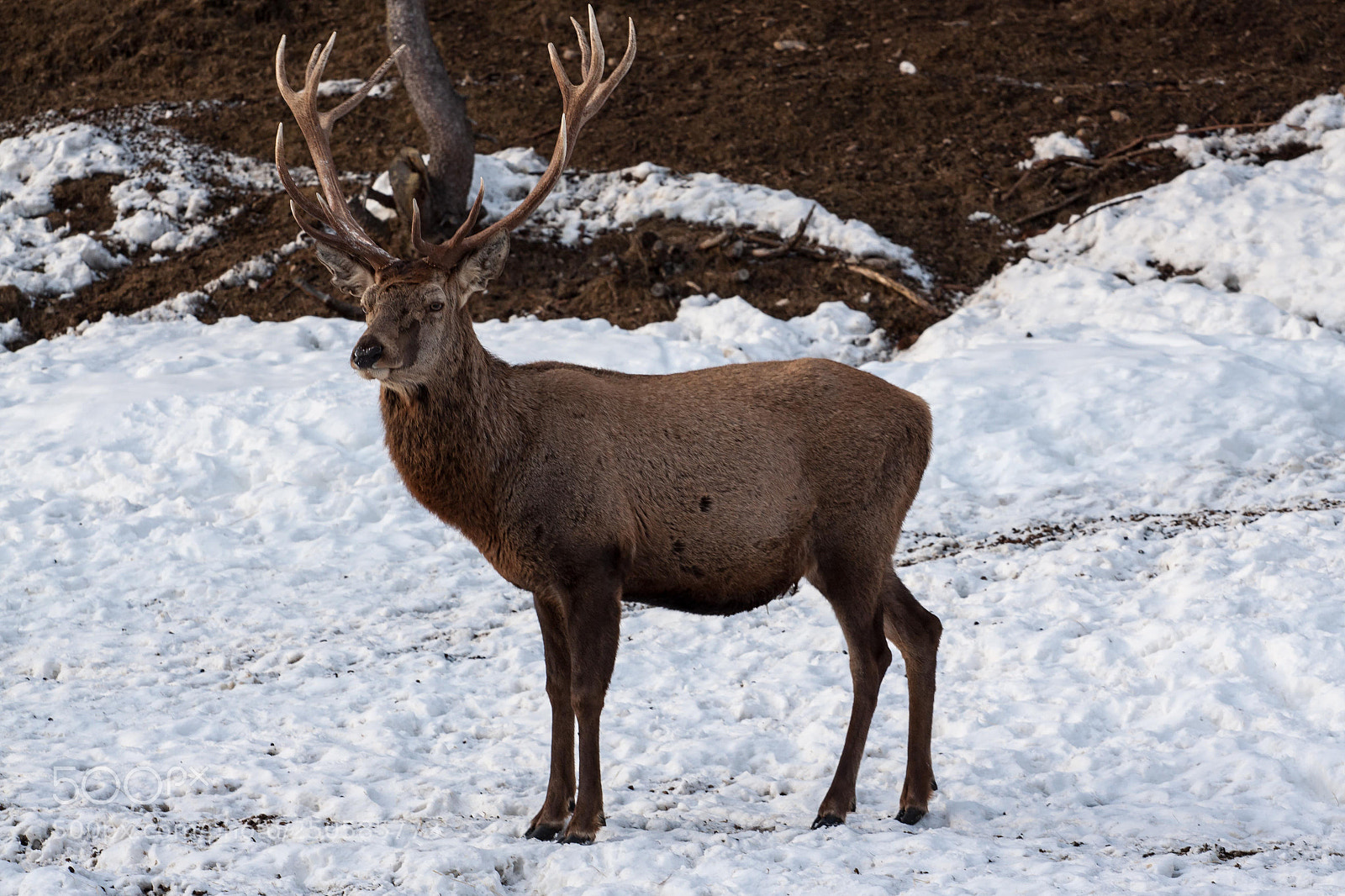 Canon EOS 50D sample photo. Deer photography
