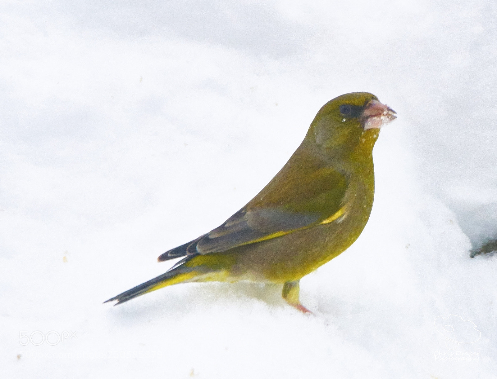 Sony ILCA-77M2 sample photo. Greenfinch in the snow photography