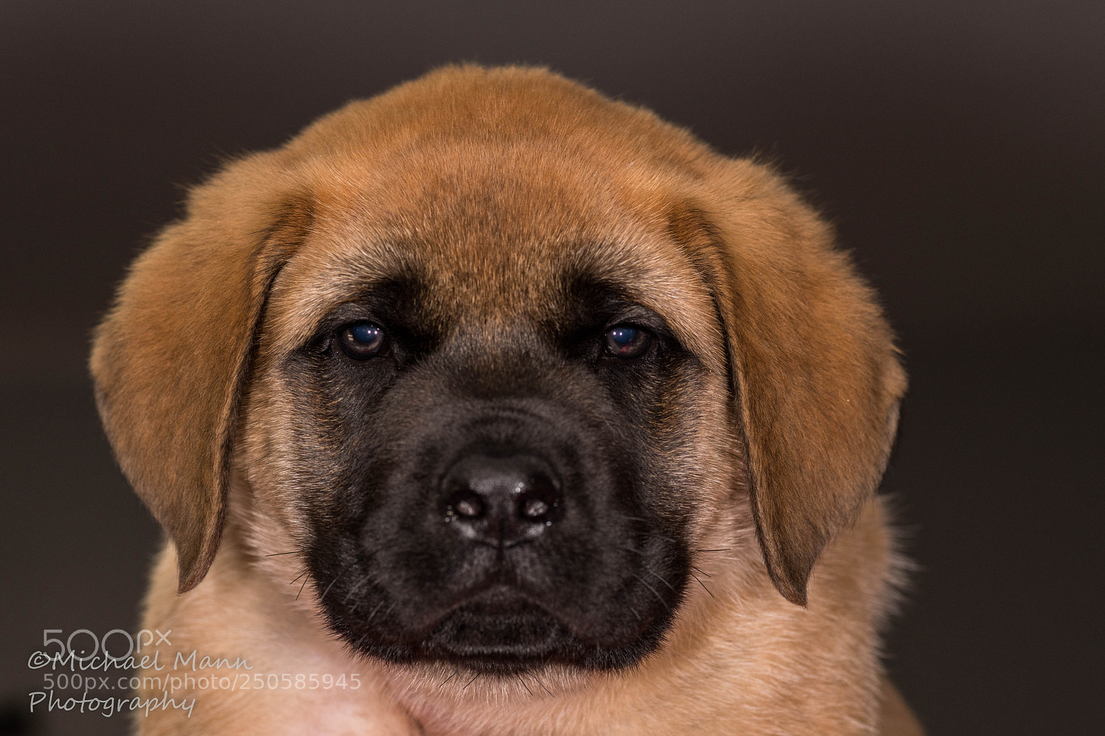 Nikon D850 sample photo. Grendel photography