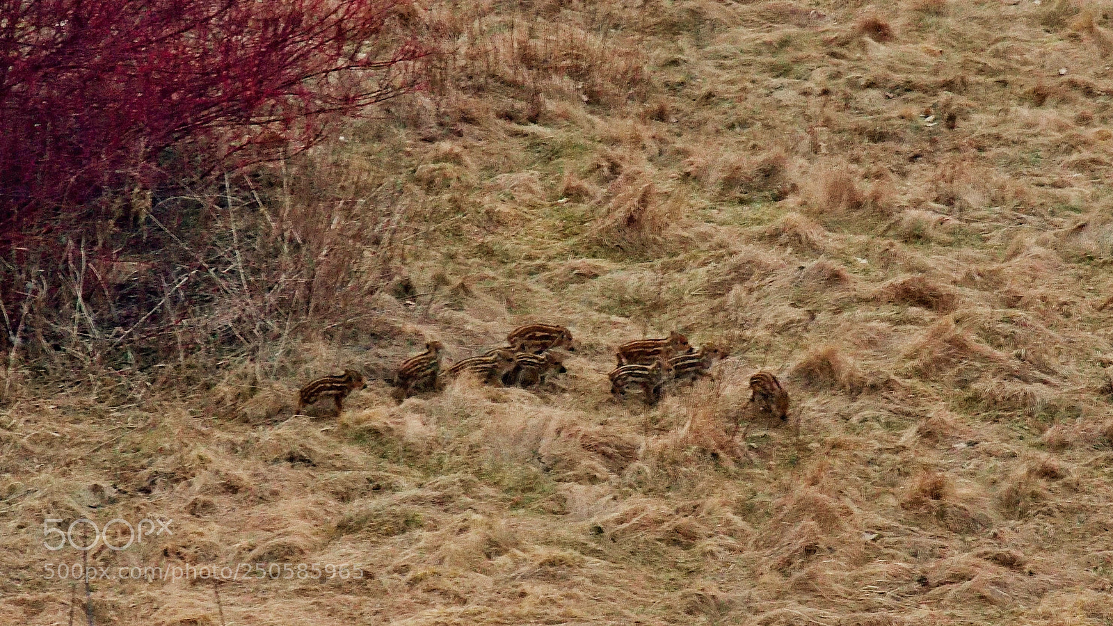 Nikon D3300 sample photo. Little piglets photography